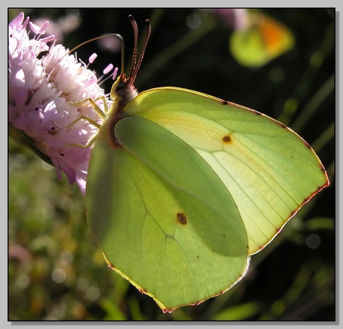 Farfalla day 2: Gonepteryx cleopatra  e Satyrium ilicis